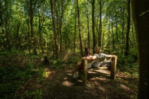 Waldbaden in den Wäldern Irlands