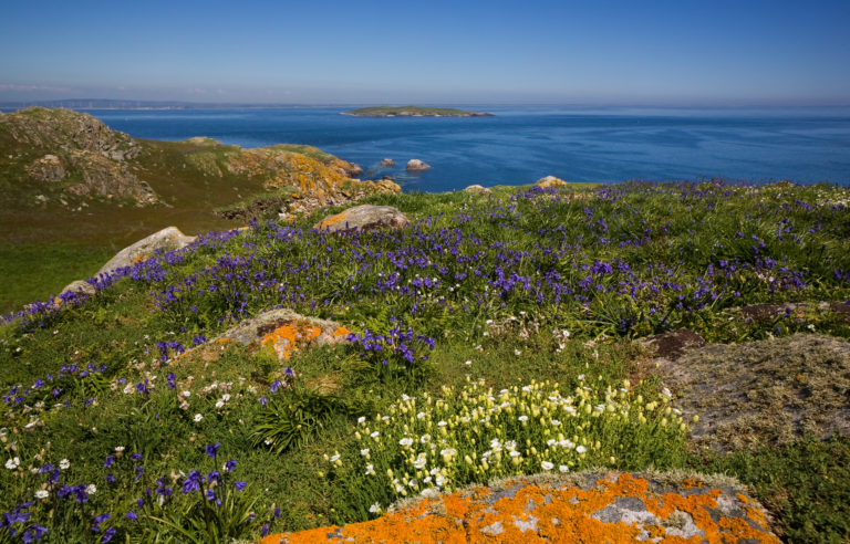 Saltee Islands, Co. Wexford, Irland