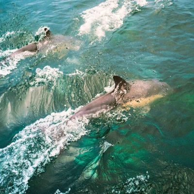 Incentive Reise Irland . Delfin Bootausflug