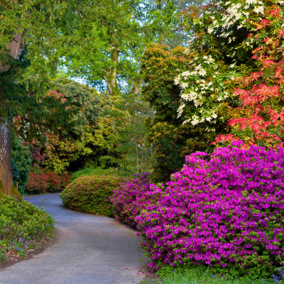 Mount Congreve Gardens in Blüte