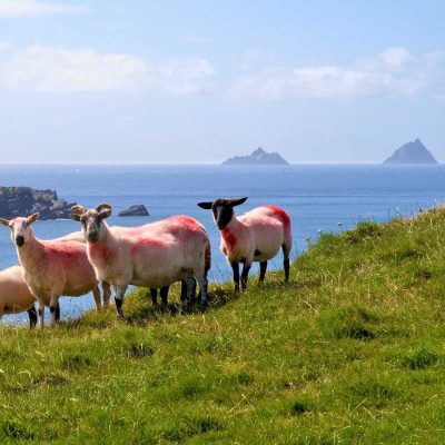 Schlösser- und Herrenhäuser Tour . Schafe und Skellig Insel